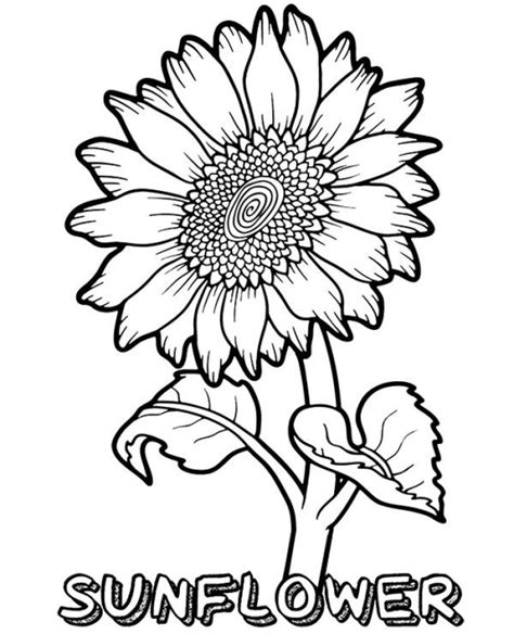 coloring page  sunflower