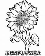 Sunflower Coloring Pages Flower Printable Flowers Kids Print Colouring Drawing Summer Sheets Printables Book Big Fun Pdf Topcoloringpages Plant Choose sketch template