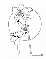 Anemone Coloring Pages Flower Kids Color Painting sketch template