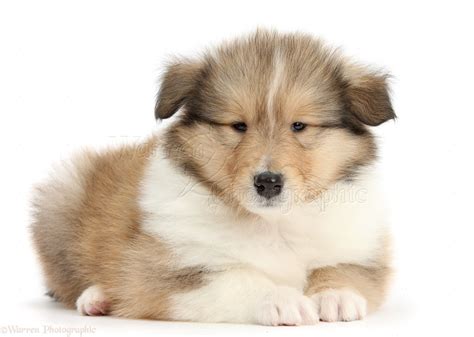 dog sable rough collie puppy  weeks  photo wp