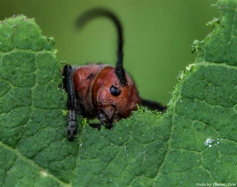 interesting facts about beetles just fun facts