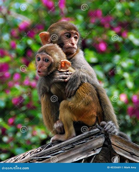chinese monkeys stock image image  nature macaques
