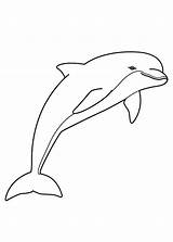 Delfini Colorare Disegni Delfino Animali Pianetabambini Bambini Disegnare Tatuaggi Adulti Scegli sketch template
