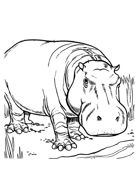 hippo coloring pages  printable hippo coloring pages