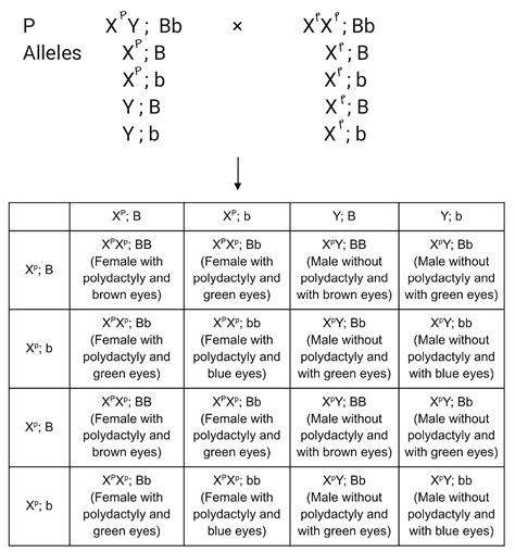 [solved] Draw A Punnett Square For The Dihybrid Cross Described In