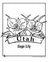 Utah Flower Coloring State Pages Lily University Kids Utes Sego Flowers Jr Flag Popular Classroomjr Template sketch template