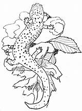 Salamander Coloringbay Powdermill sketch template
