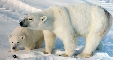 top  endangered animals  arctic tundra region unique nature habitats