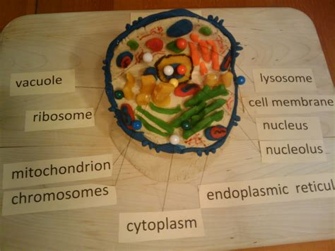 animal cell biology schoolprojectin