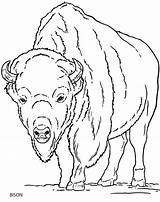 Buffalo Bison Drawing Draw Animals Wild Coloring Animal Outline Drawings American America North Doverpublications Sketches Sheets Pages Head Dover Publications sketch template