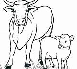 Cow Lembu Mucche Mucca Vitello Cows Kanak Koleksi Webtech360 Mewarna Kreatif Divertenti Scaricare Atuttodonna sketch template