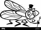 Housefly sketch template