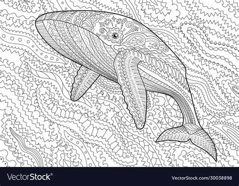 coloring pages  adult  blue whale vector image