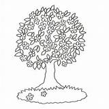 Algarrobo Almendro Flor Arbol Frondoso Adivinanza árbol Imagui Blancas Fruto Nuestras Adivina Buen Deleito Higuera Arboles Adivinanzas Adivinador Veces Primeras sketch template