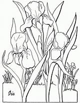 Coloring Adult Pages Floral Iris Flower Adults Colouring Printable Sheets Fairy Books Book Kids Thegraphicsfairy Library Clipart Graphics Sheet Pattern sketch template