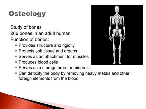 Ppt Forensic Archaeology Anthropology Ch 8 – Pgs 99 117 Powerpoint