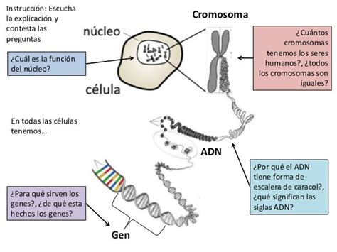 Relacion Entre Adn Cromosomas Y Genes