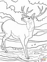 Deer Coloring Mule Pages Whitetail Tailed Printable Color Buck Print Supercoloring Elk Drawing Tail Rocky Clipart Getcolorings Getdrawings Colouring Malvorlagen sketch template
