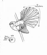 Drawings Fantail 20to 20of 20gallery 20how 20a Birds Kfb sketch template