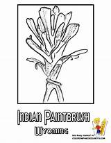 Flower Paintbrush Indian Coloring Pages Wyoming State Printable sketch template