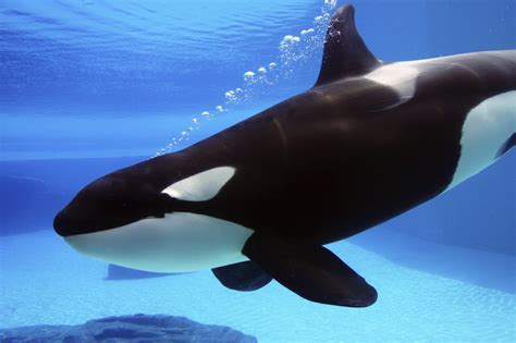 captive killer whales share personality traits  humans  chimps