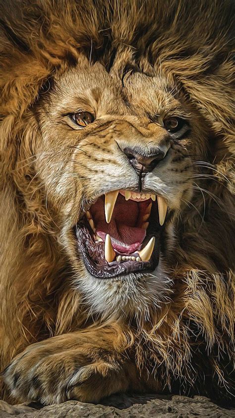 lion roar phone wallpapers wallpaper cave