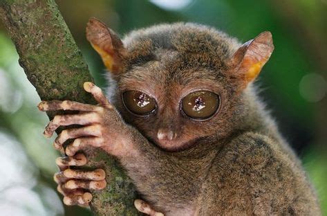 image result  tarsier hands animal facts animals nocturnal animals