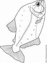 Piranha Coloring Pages Kids Fish Colouring Life Adult South Ocean Print sketch template