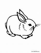 Hase Kaninchen Osterhase sketch template