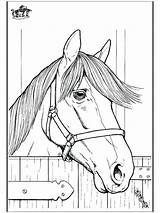 Horse Coloring Pages Quarter Head Getcolorings Printable sketch template