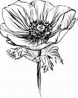 Coquelicot Pavot Mohn Simple Croquis Poppies Coquelicots Tekenen Ausmalen Klaprozen Tige 123rf Minimaliste Stalk Malen Blumen Tatouage sketch template
