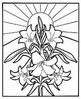 Lilies Coloring Pages Kids sketch template