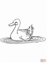 Coloring Duck Puddle Pages Jemima Template sketch template
