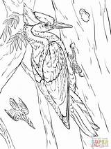 Carpintero Pajaro Billed Woodpeckers Woodpecker Aves Supercoloring sketch template