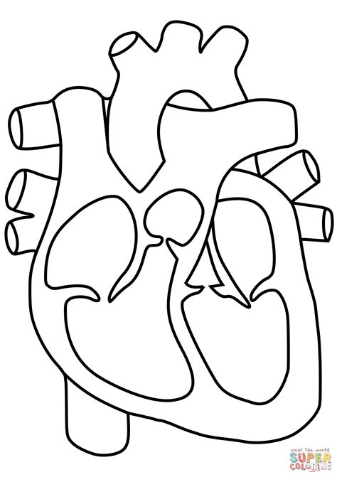 human heart coloring page  printable coloring pages