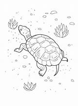 Tortue Colorkid sketch template