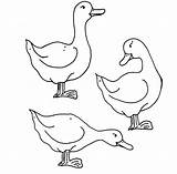 Goose Coloring Animals Coloriage Drawing Canard Kb sketch template
