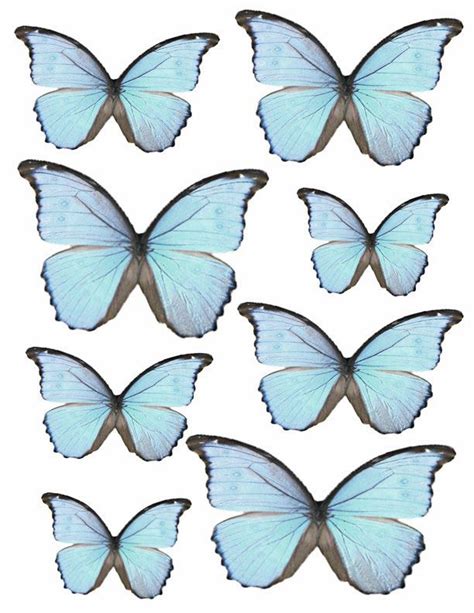 blue butterflies butterfly printable butterfly images