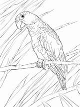 Coloring Pages Parrot Puerto Rican Printable Drawing Animal Omalovánky Kids Choose Board Supercoloring sketch template