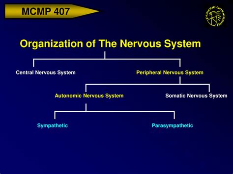 ppt organization of the nervous system powerpoint