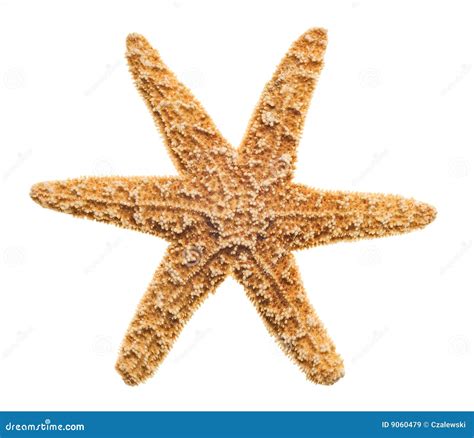 starfish isolated  white background royalty  stock images image