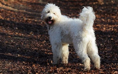 pin  poodle cross breeds