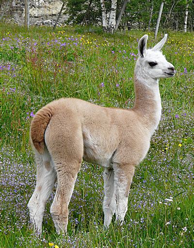 llama farming  sogn og fjordane norway  norwegian llama