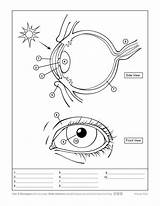 Eye Coloring Biologist Ask Worksheet Anatomy Activity sketch template