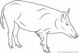 Boar Coloring Russian Coloringpages101 Pages Color sketch template
