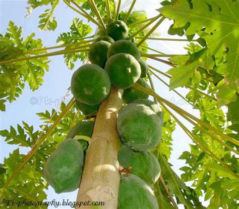 Papaya Plants Nature Cultural And Travel Photography Blog