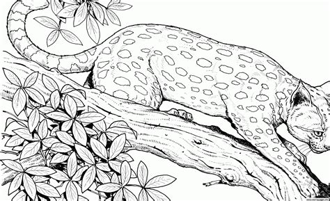 cute animal coloring pages  girls hard