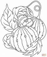 Watermelon Supercoloring Watermelons sketch template