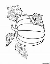 Pumpkin Coloring Vines Vine sketch template