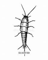 Silverfish Argent Tiré Poisson Wingless sketch template